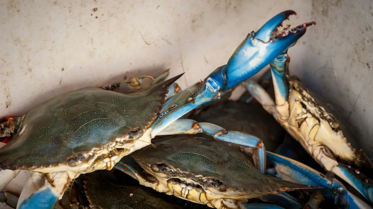 Garciernandésin kalastaja löytää mielenkiintoisen sinisen rapu yksilön Tormes-joesta, joka virtaa Uertan läpi.