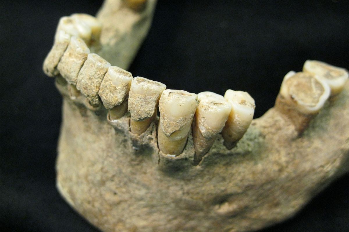 Löydetty uusi Australopithecus-laji, joka eli rinnalla ensimmäisten Homo-lajien kanssa