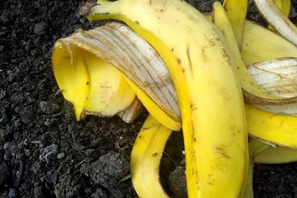 Banaanin