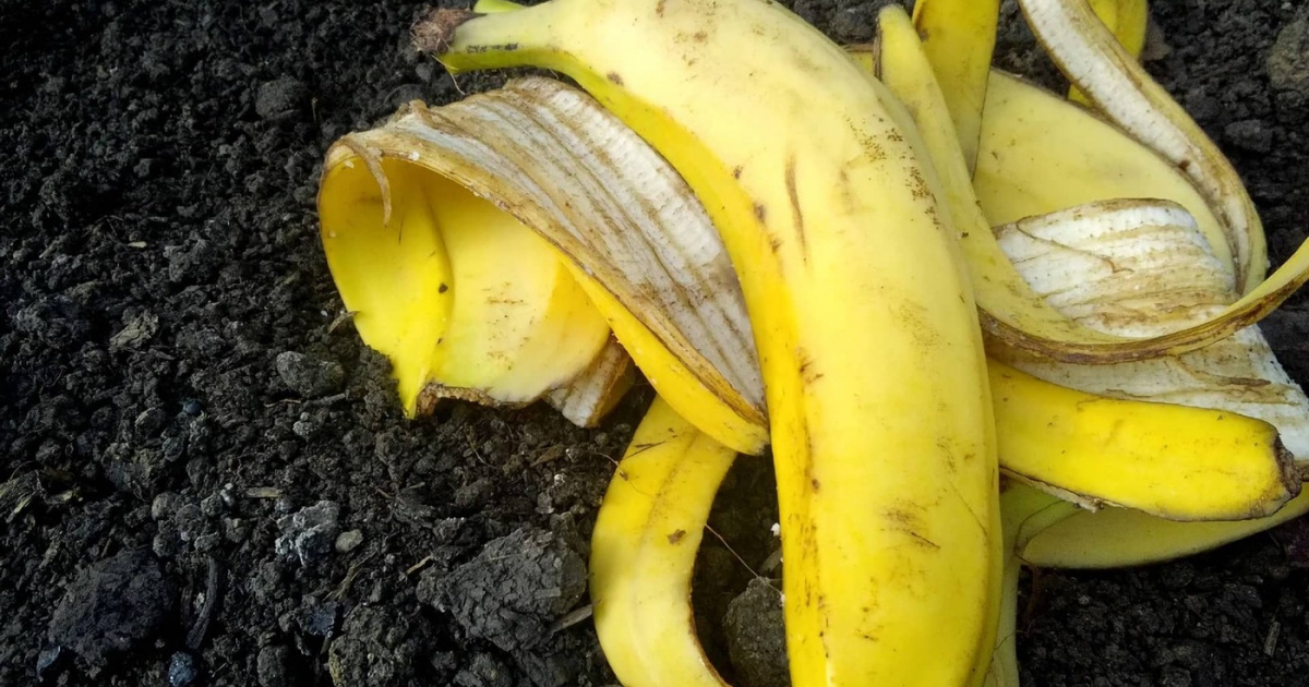 Banaanin
