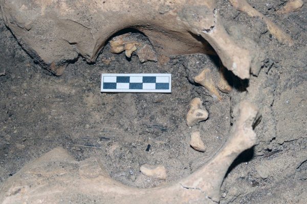 Australopithecus