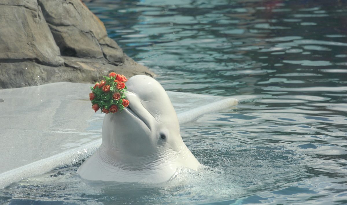 Beluga