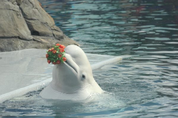 Beluga