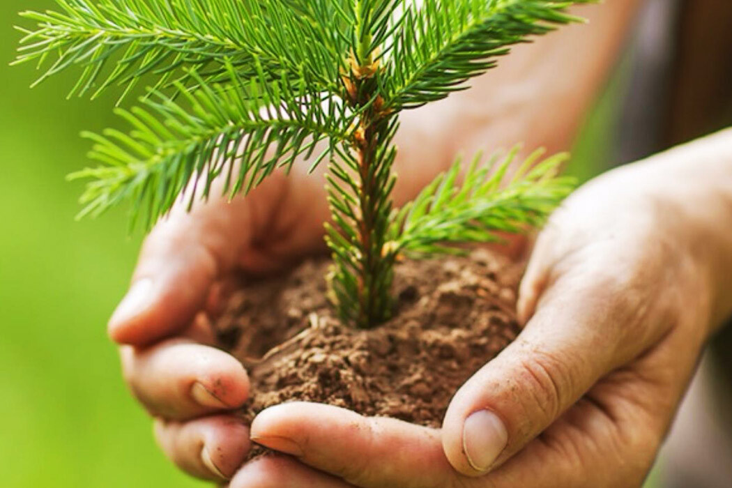 Uusi tutkimus vahvistaa, että metsänistutus tropiikissa viilentää maapalloa yhdeksän kertaa tehokkaammin kuin kylmissä alueissa; trooppiset puut viilentävät voimakkaammin ja palavat vähemmän.