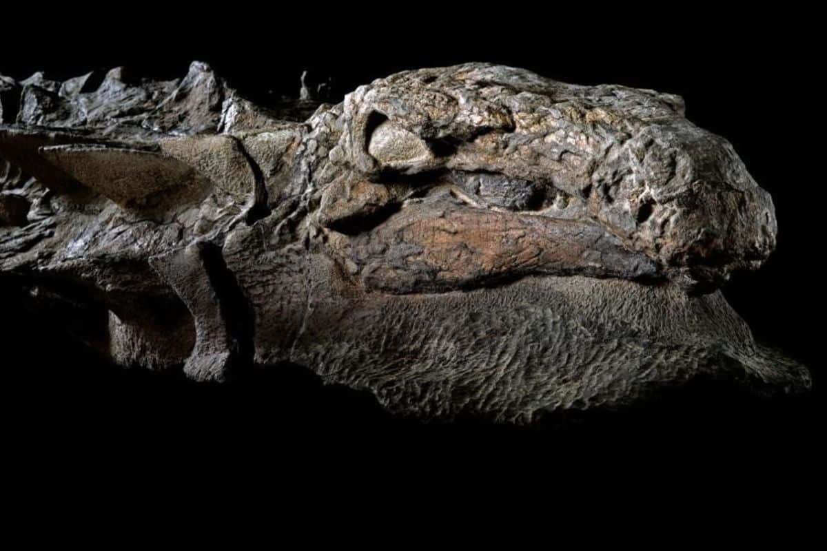 Vuosisadan arkeologinen löytö: ennennäkemättömän dinosauruksen fossiilin löytö pakottaa kirjoittamaan evoluution historian uusiksi