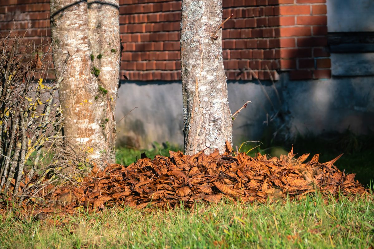 Se ei ole esteettisistä syistä: miksi kuivia lehtiä laitetaan kasvien varren ympärille?