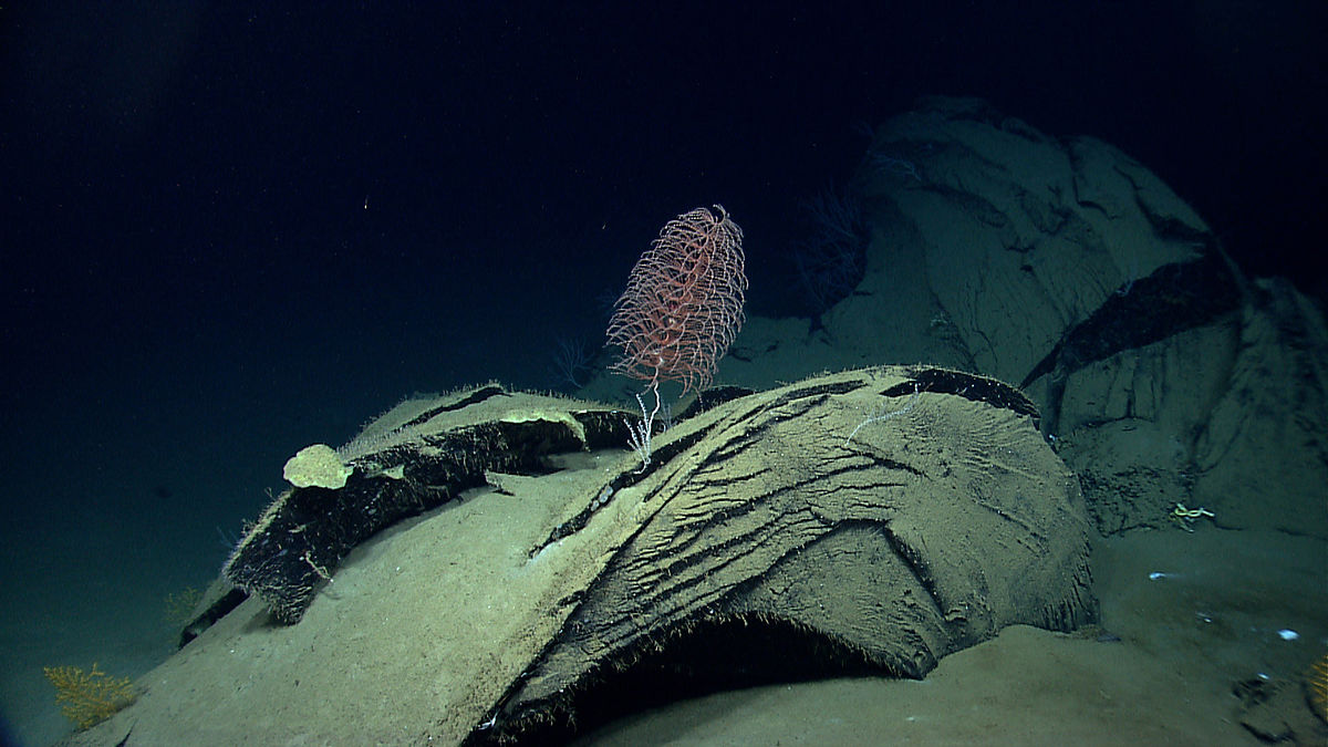 Oceanin syvyydet ovat osoittautuneet näkymättömien elämän valtateiden verkostoksi, joka on toiminut miljoonia vuosia