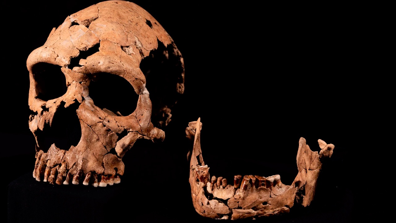 300 000 vuotta vanha kallo muutti historian: se ei ollut ihmisen eikä neandertalilaisen.