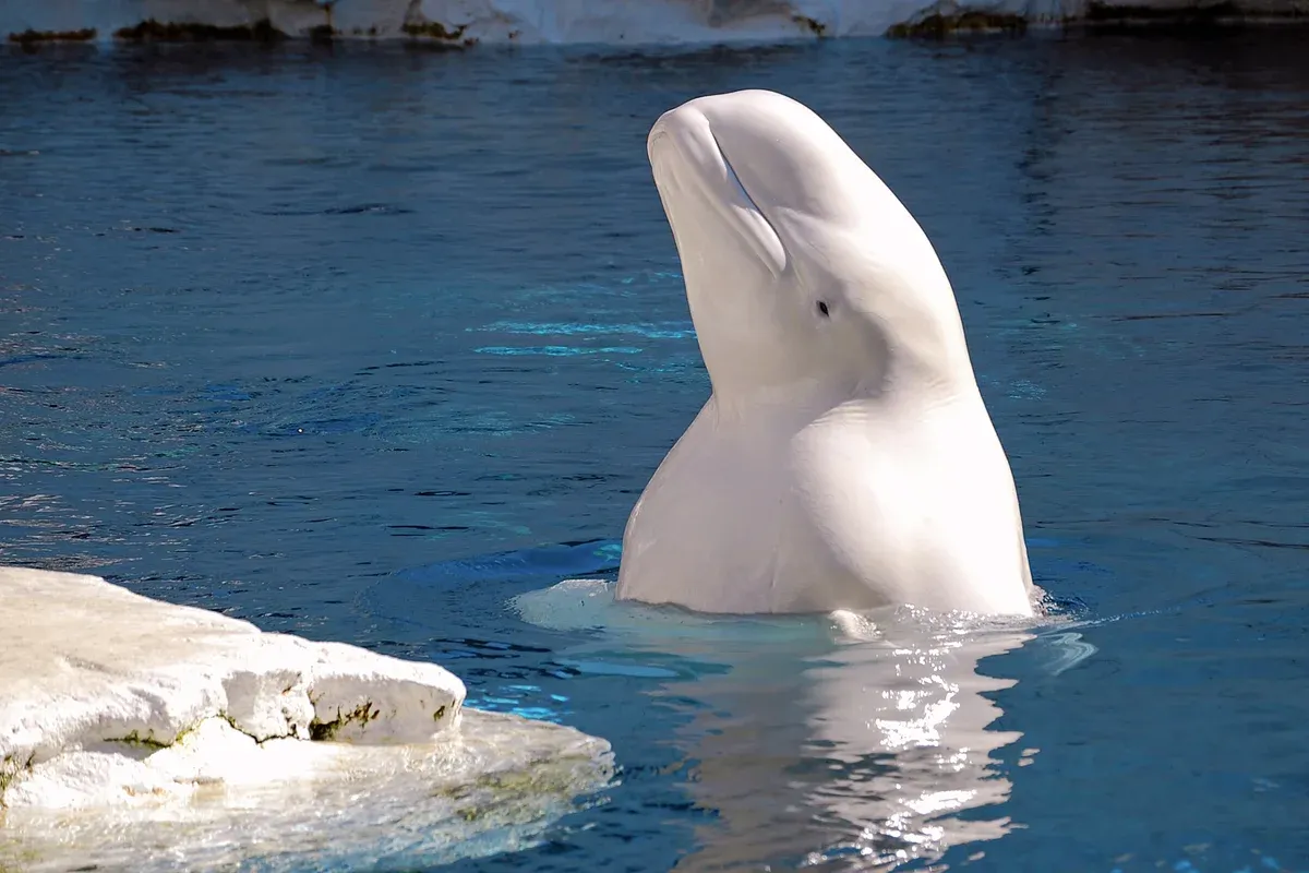 Beluga pyytää apua veneeltä pelastaakseen eläimiä, ja tapa, jolla se kiittää avusta, yllättää kaikki: ”Se pyysi meitä seuraamaan sitä, koska halusi auttaa.”