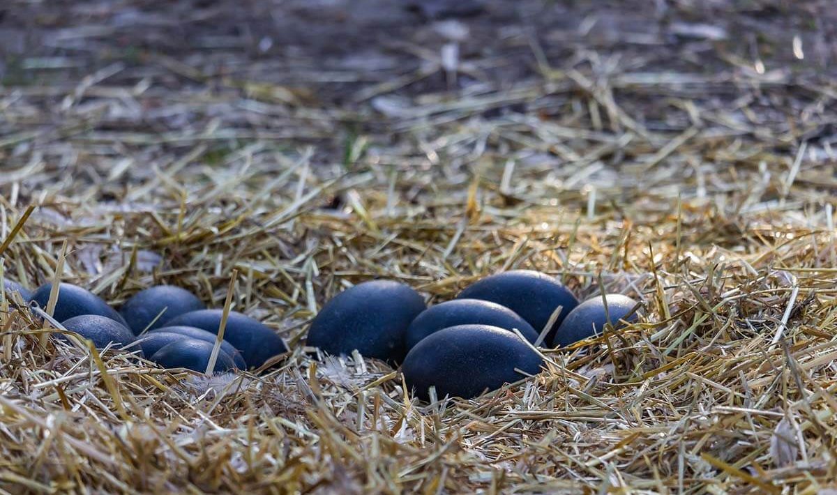 löytö