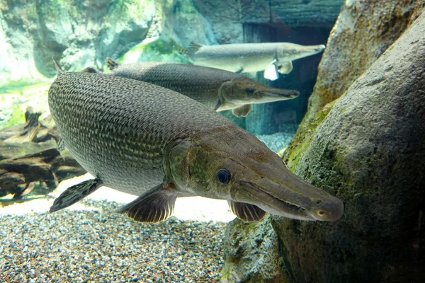 Tutkijat