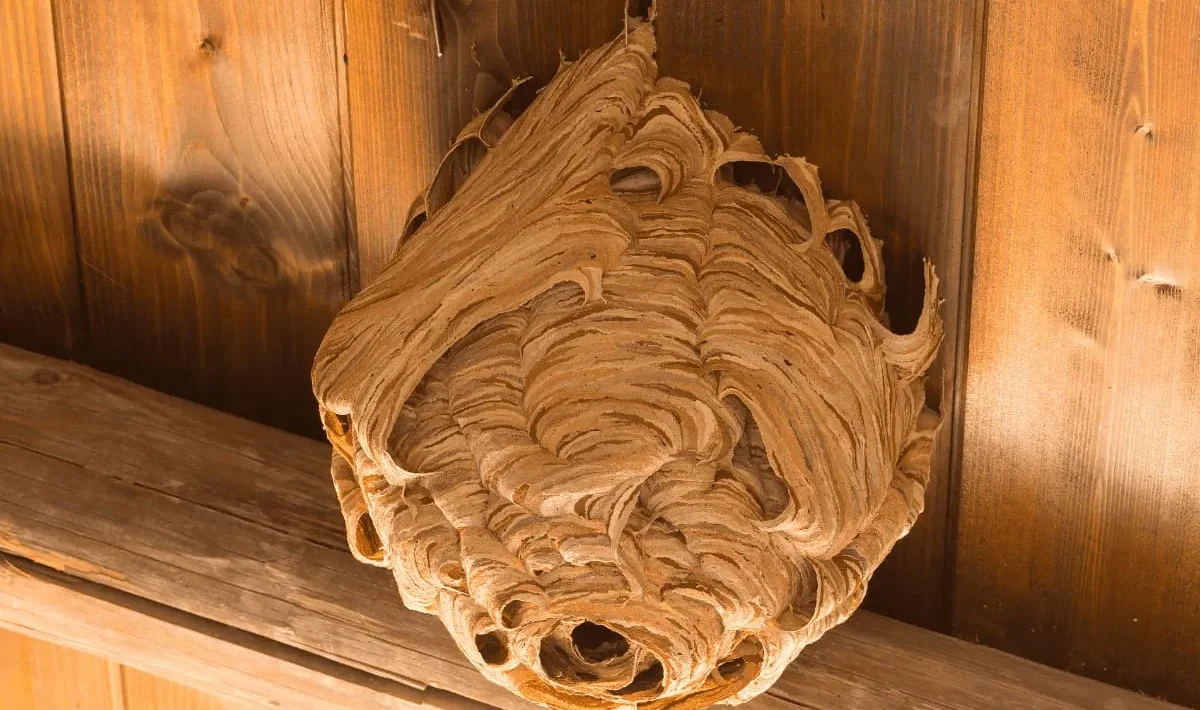 Yhdysvalloissa