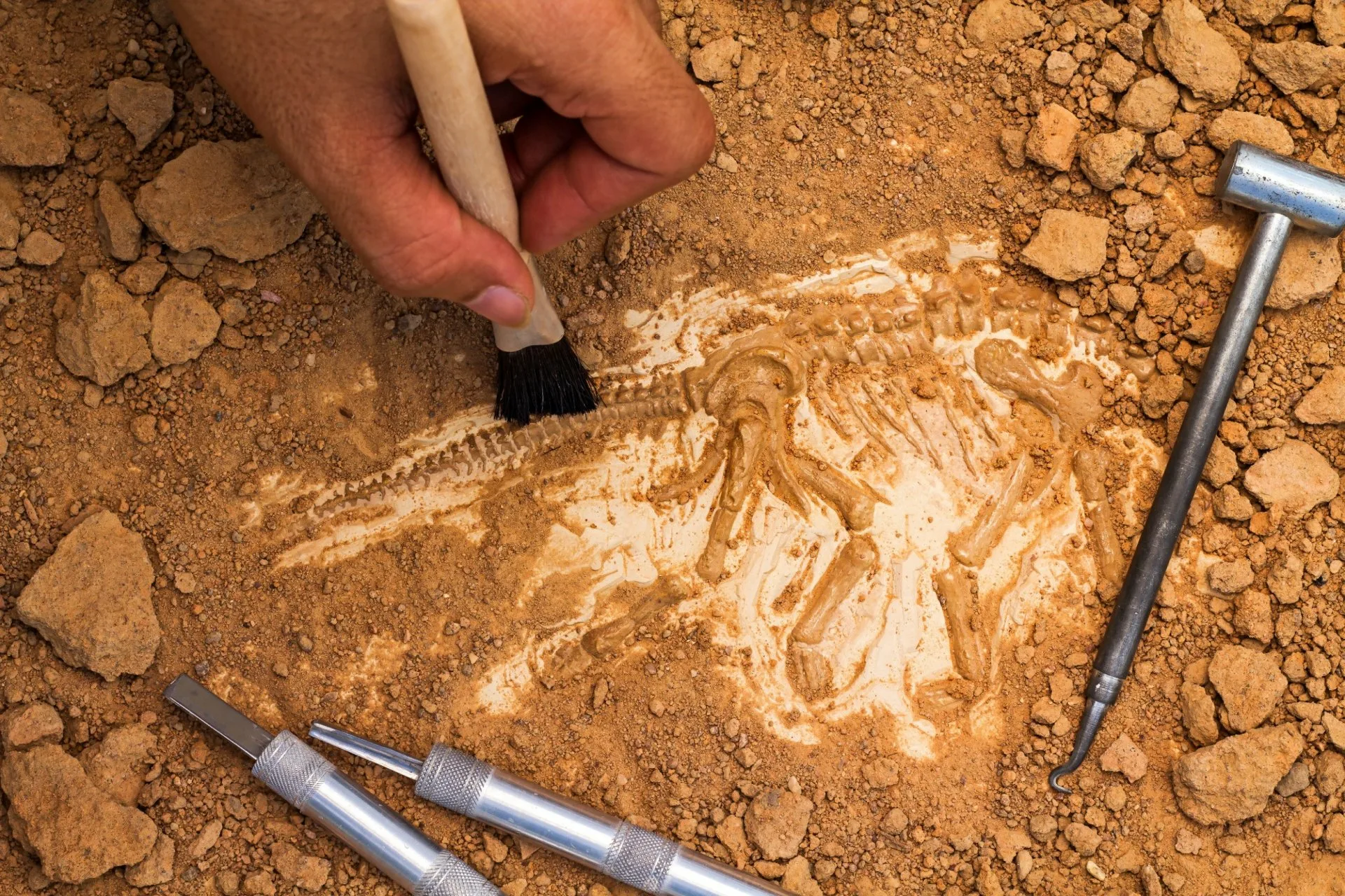 Vuosisadan arkeologinen löytö: aiemmin tuntemattoman dinosauruksen fossiilin löytäminen pakottaa meidät kirjoittamaan evoluution historian uusiksi.