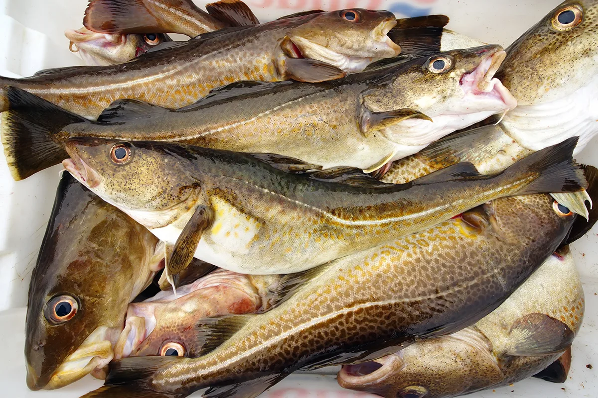 Kalastaja saa saaliiksi 35-kiloisen jättikalan, ja ihmiset miettivät, maistuuko se samalta kuin tavallinen kala: ”Se riippuu kokista.”