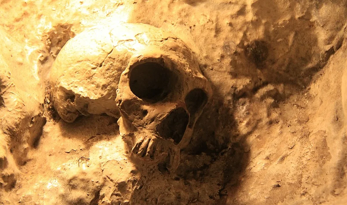 Homo sapiens