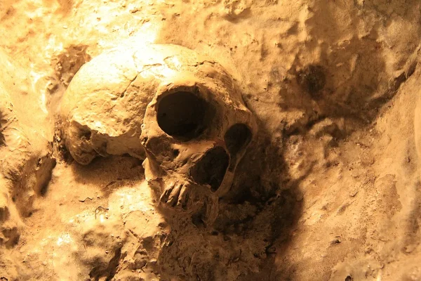 Homo sapiens