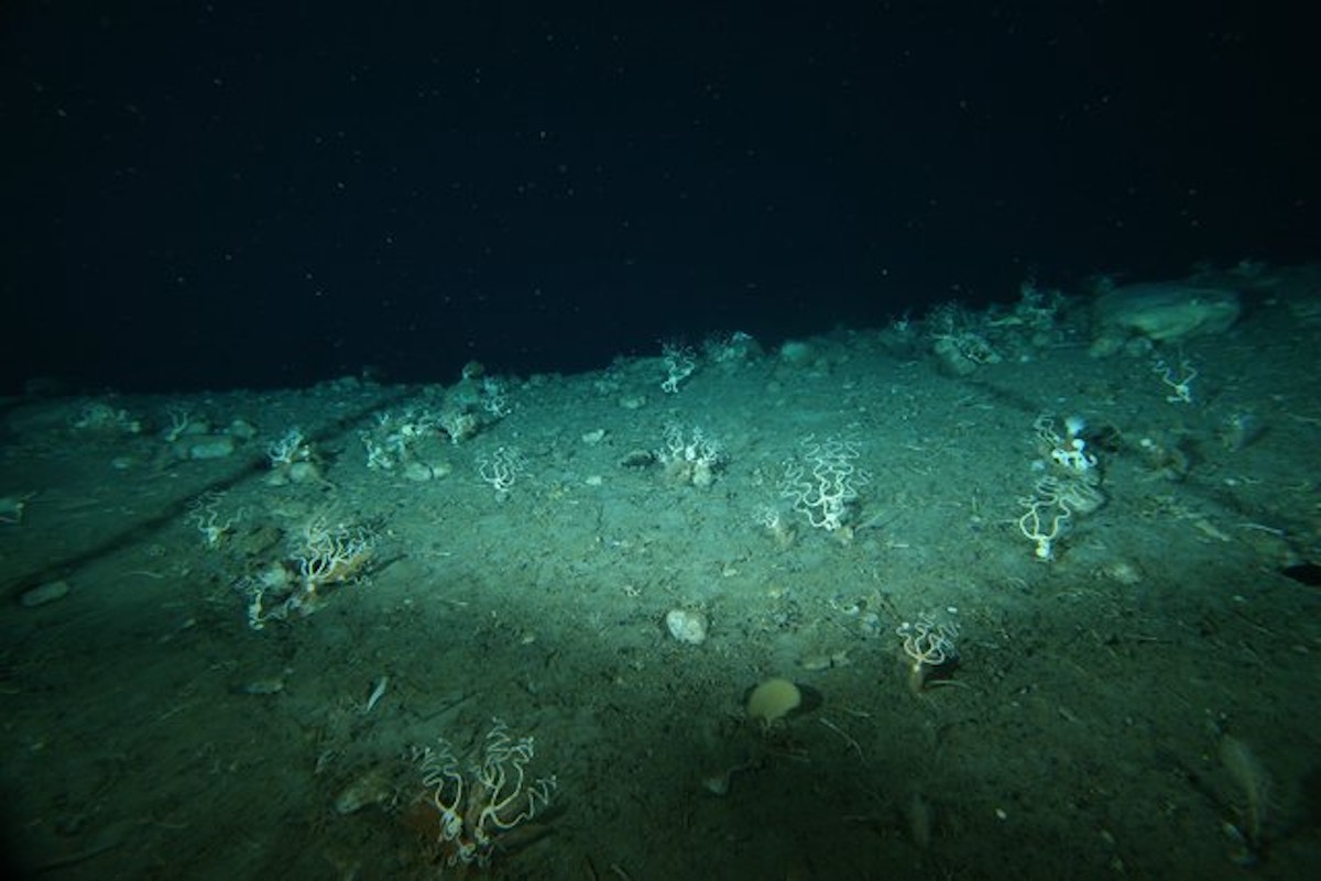 Oceanin syvyydet ovat osoittautuneet näkymättömien elämän valtateiden verkostoksi, joka on toiminut miljoonia vuosia