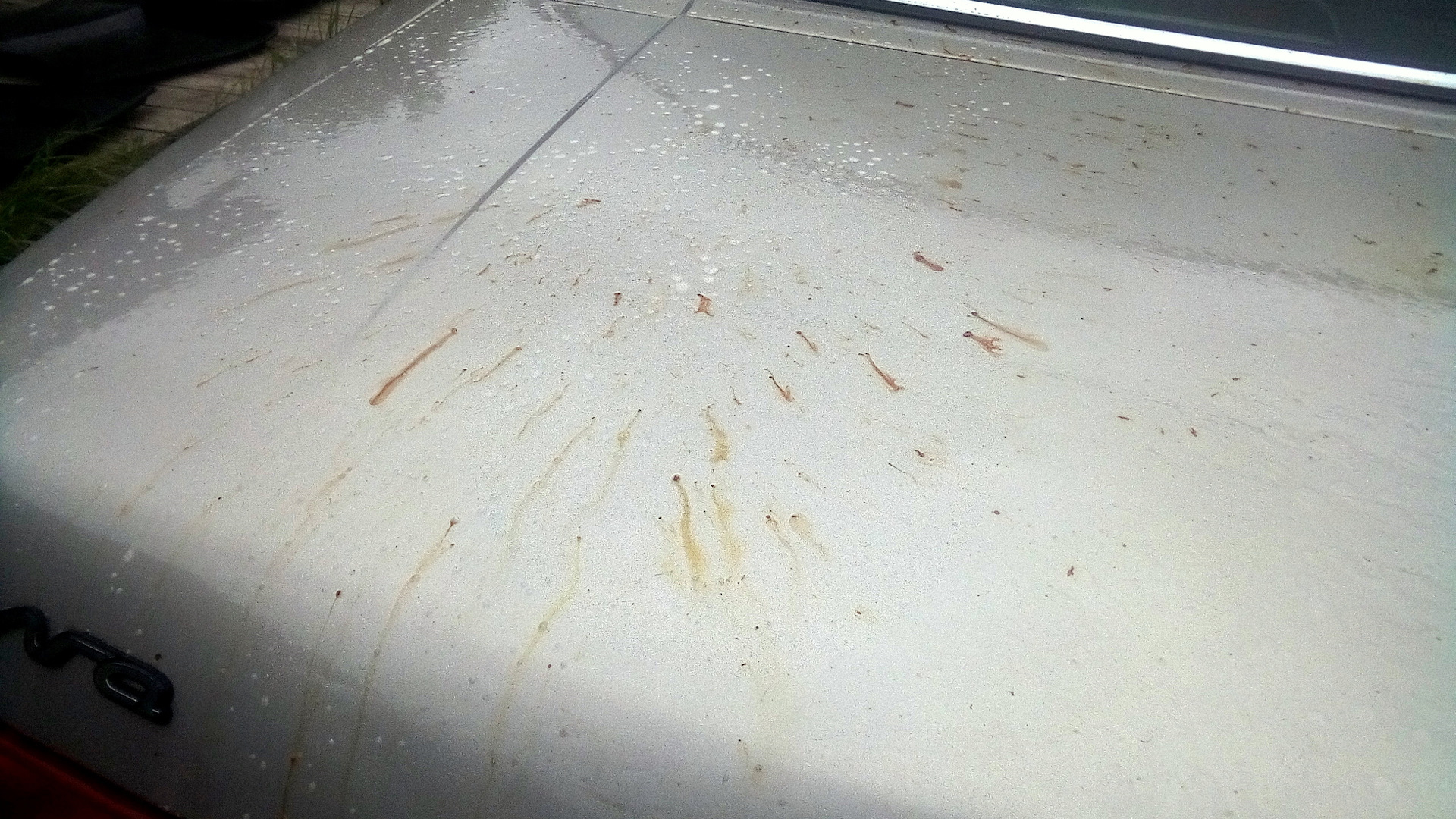 Ei saippualla eikä vedellä: helppo tapa puhdistaa autoon tarttunut puuhartsi jälkiä jättämättä.