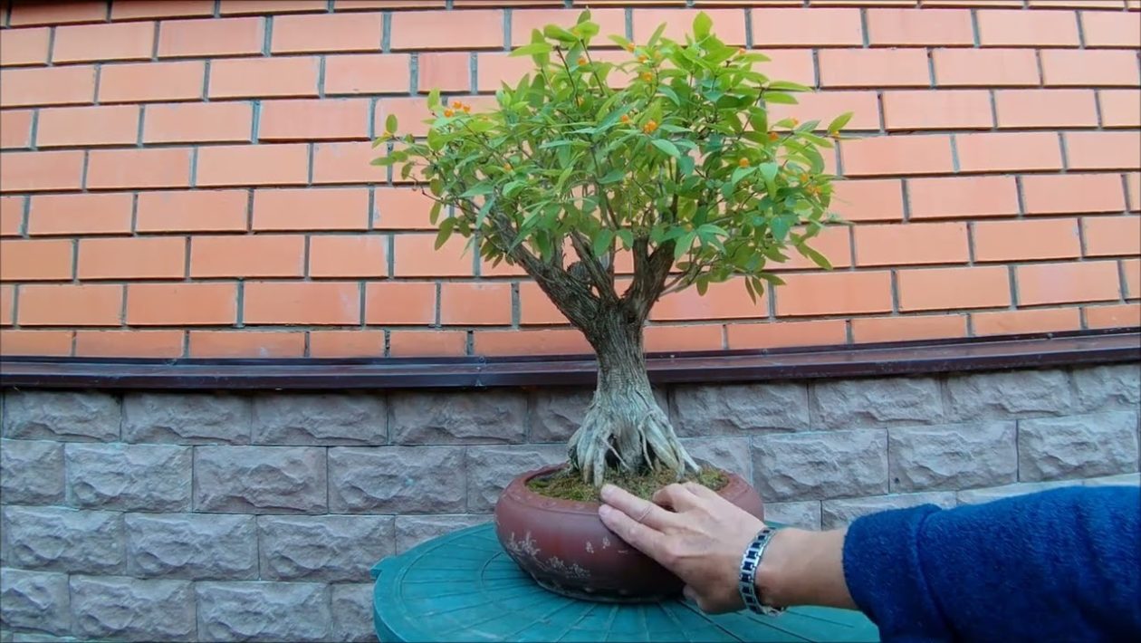 bonsai