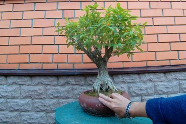 bonsai