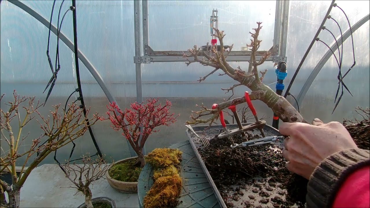 Miten bonsai lannoitetaan: pieninkin puu tarvitsee lisäravinteita