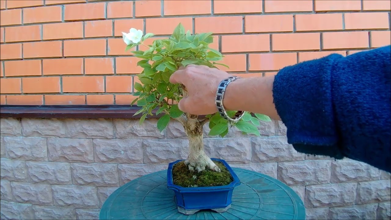 Miten bonsai lannoitetaan: pieninkin puu tarvitsee lisäravinteita