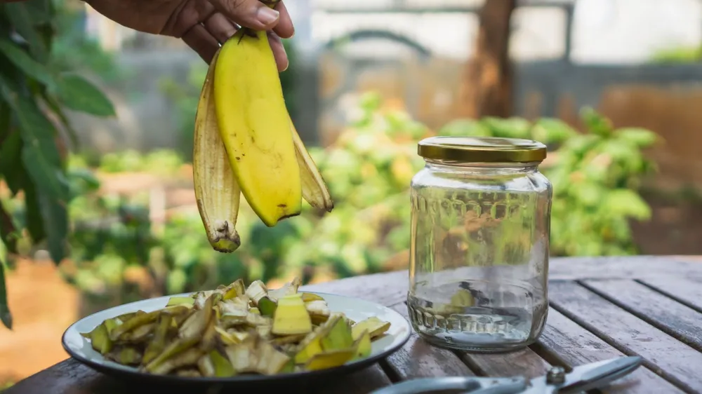 Banaaninkuori
