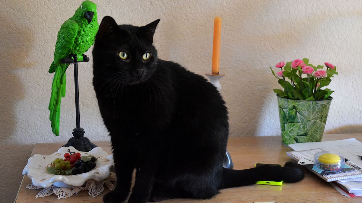 Kissa on suojellut papukaijaa jo 7 vuotta, ja papukaija kiittää sitä neuvosta, joka on kerännyt 1,4 miljoonaa katselukertaa.