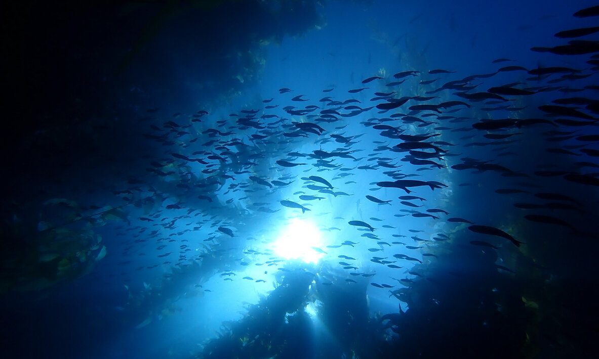 Oceanin