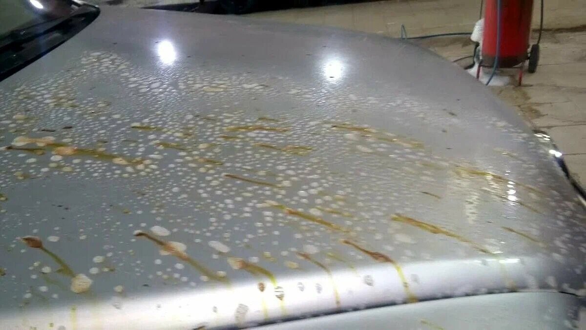Ei saippualla eikä vedellä: helppo tapa puhdistaa autoon tarttunut puuhartsi jälkiä jättämättä.