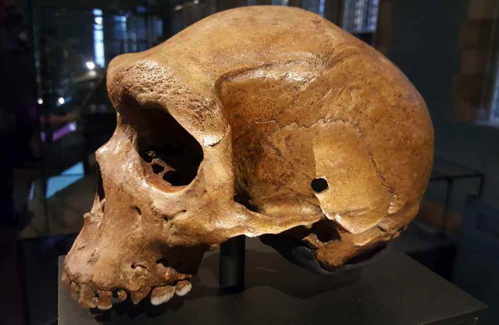 300 000 vuotta vanha kallo muutti historian: se ei ollut ihmisen eikä neandertalilaisen.